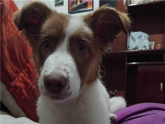 Cachorro cão para adoção Macho Médio  2 a 6 meses 