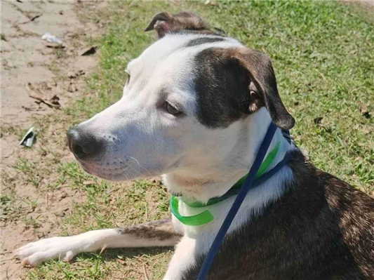 Cachorro cão para adoção Fêmea Médio  2 a 6 meses 