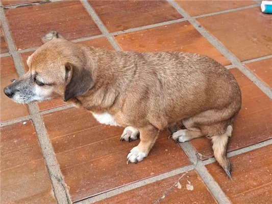 Cachorro cão para adoção Fêmea Pequeno 6 anos Acima 