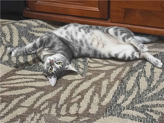 Gato Procura-Perdido Fêmea Médio 2 anos 