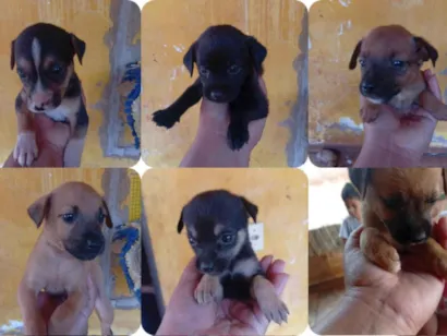 Cao SRD-ViraLata Pequeno 2-a-6-meses