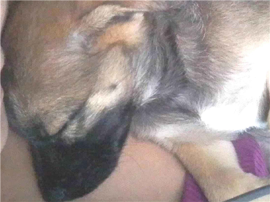 Cachorro cão para adoção Macho Médio  Abaixo de 2 meses 