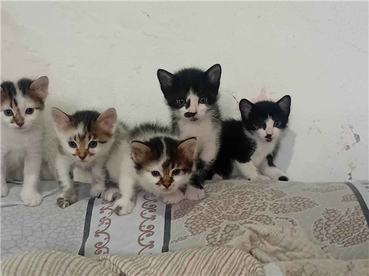 Gato para adoção Macho Pequeno Abaixo de 2 meses