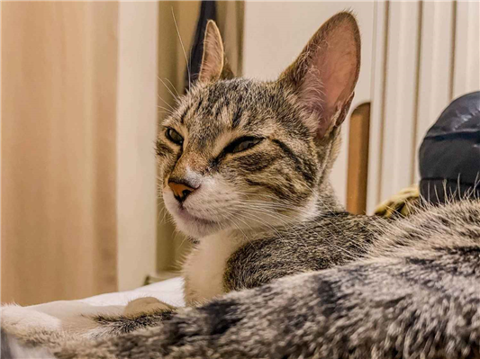 Gato Procura-Perdido Fêmea Médio 2 anos 