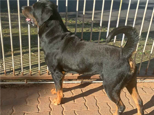 Cachorro cão para adoção Macho Grande 4 anos 