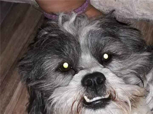 Cao Procura-Perdido Macho Médio 6 anos Acima 