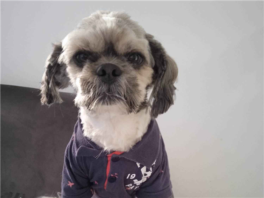 Cachorro cão para adoção Macho Pequeno 6 anos Acima 