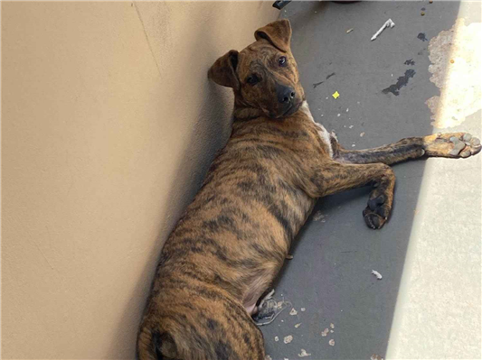 Cachorro cão para adoção Macho Grande 2 a 6 meses 