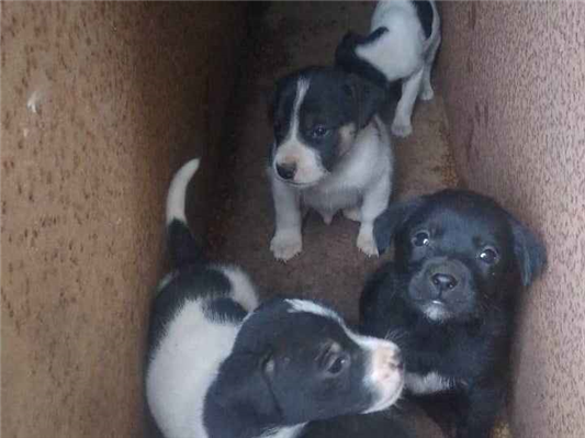 Cachorro cão para adoção Ambos Médio  Abaixo de 2 meses 