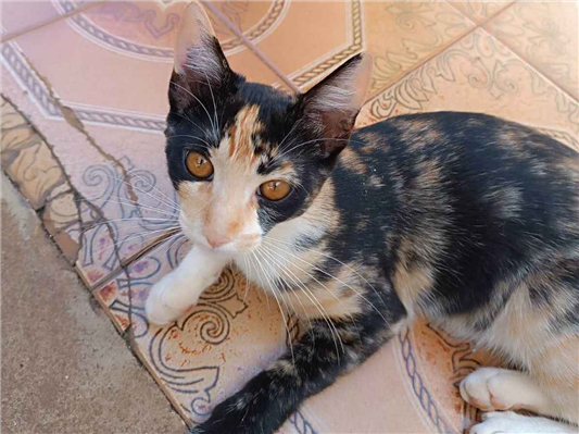 Gato para adoção Fêmea Pequeno 2 a 6 meses