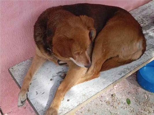 Cachorro cão para adoção Fêmea Médio  5 anos 
