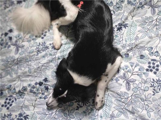 Cachorro cão para adoção Fêmea Médio  2 anos 