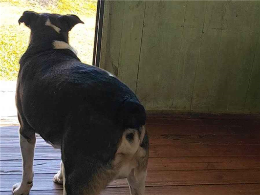 Cachorro cão para adoção Macho Médio  4 anos 