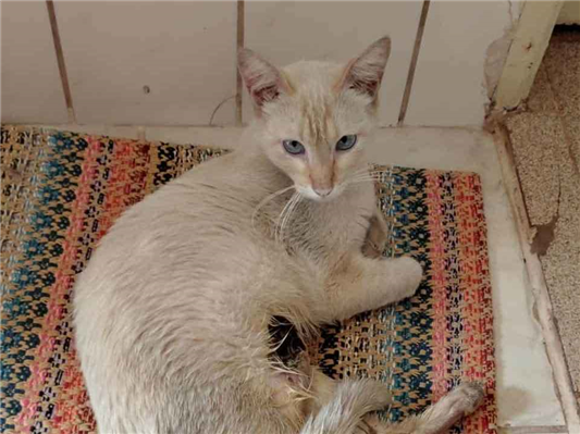 Gato - Macho Médio3 anos