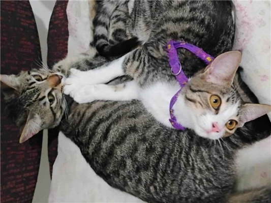 Gato para adoção Ambos Médio 7 a 11 meses