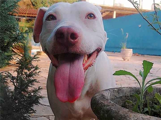 Cachorro cão para adoção Fêmea Grande 5 anos 