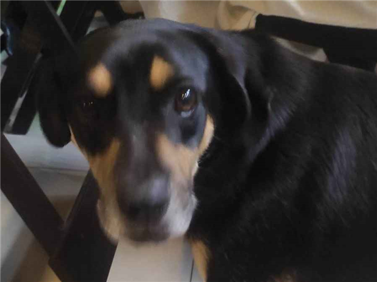 Cao - Macho Médio1 ano