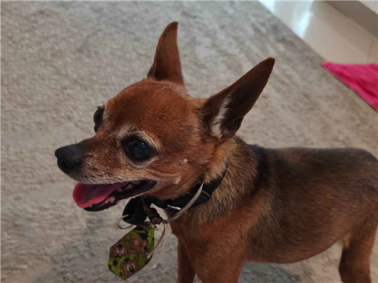 Cao - Macho Pequeno6 anos Acima