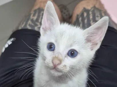 Gato SRD-ViraLata Pequeno Abaixo-de-2-meses