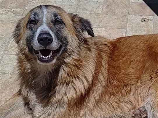 Cachorro cão para adoção Fêmea Grande 3 anos 