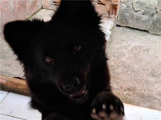 Cachorro cão para adoção Fêmea Médio  1 ano 