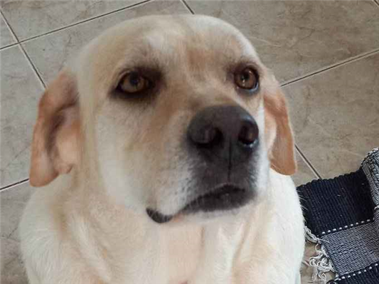 Cao - Fêmea Grande4 anos