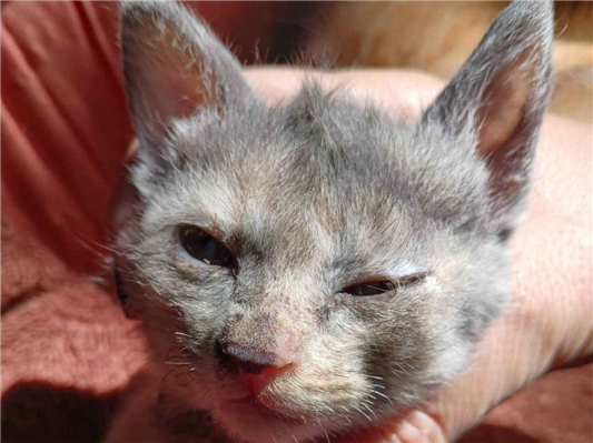 Gato para adoção Ambos Médio 2 a 6 meses