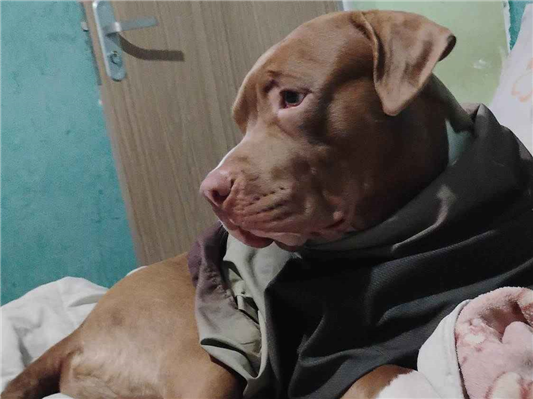 Cachorro cão para adoção Macho Grande 1 ano 