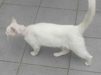 Gato SRD-ViraLata Medio 7-a-11-meses