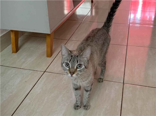 Gato para adoção Fêmea Médio 2 anos