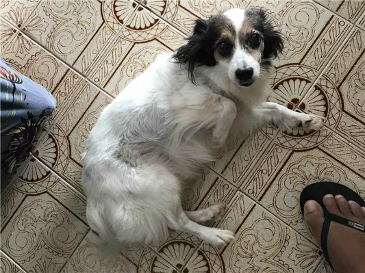 Cao Procura-Perdido Fêmea Médio 6 anos Acima 