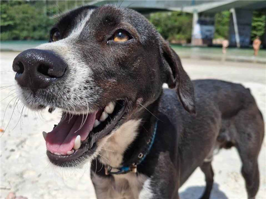 Cao - Macho Médio1 ano