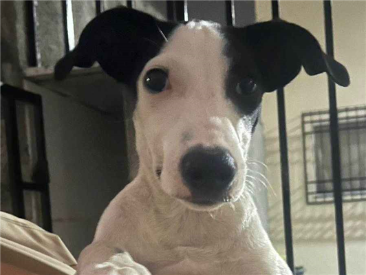 Cachorro cão para adoção Macho Médio  2 a 6 meses 