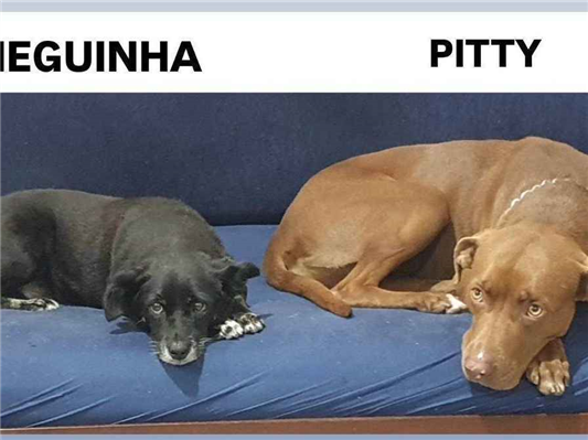 Cachorro cão para adoção Ambos Médio  3 anos 