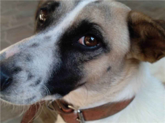 Cachorro cão para adoção Fêmea Médio  6 anos Acima 