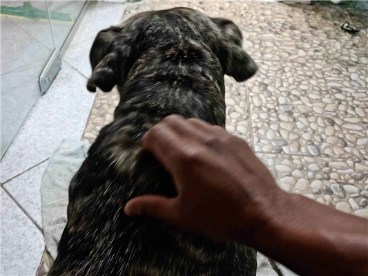 Cachorro cão para adoção Macho Grande 5 anos 