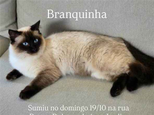 Gato Procura-Perdido Fêmea Pequeno 7 a 11 meses 