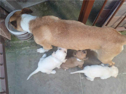 Cachorro cão para adoção Ambos Médio  1 ano 