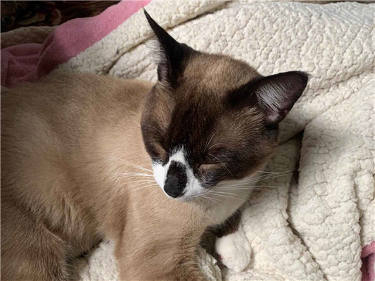 Gato para adoção Macho Grande 1 ano