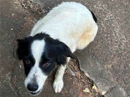 Cachorro cão para adoção Fêmea Médio  6 anos Acima 