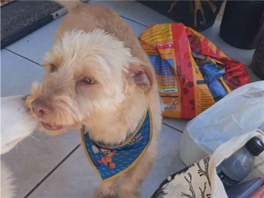 Cachorro cão para adoção Macho Pequeno 2 anos 