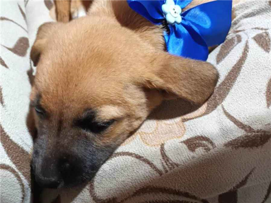 Cachorro cão para adoção Fêmea Pequeno 2 a 6 meses 