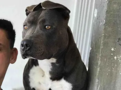 Cao Pit-Bull Grande 5-anos