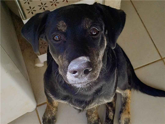 Cachorro cão para adoção Macho Médio  7 a 11 meses 