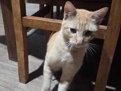 Gato SRD-ViraLata Pequeno 7-a-11-meses