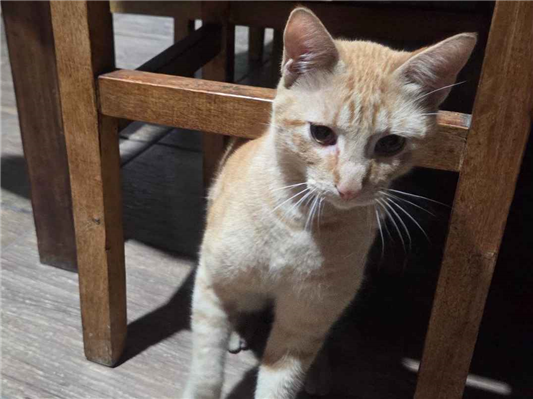 Gato - Macho Pequeno7 a 11 meses