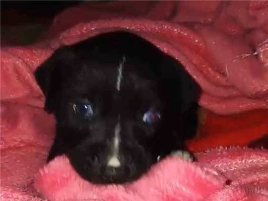 Cachorro cão para adoção Macho Pequeno Abaixo de 2 meses 