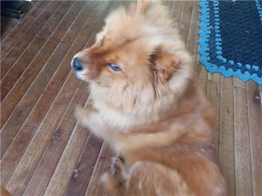 Cachorro cão para adoção Fêmea Médio  7 a 11 meses 