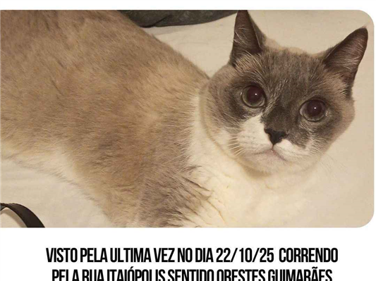 Gato Procura-Perdido Fêmea Médio 6 anos Acima 