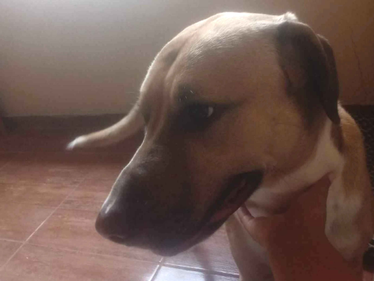 Cachorro cão para adoção Macho Médio  2 anos 